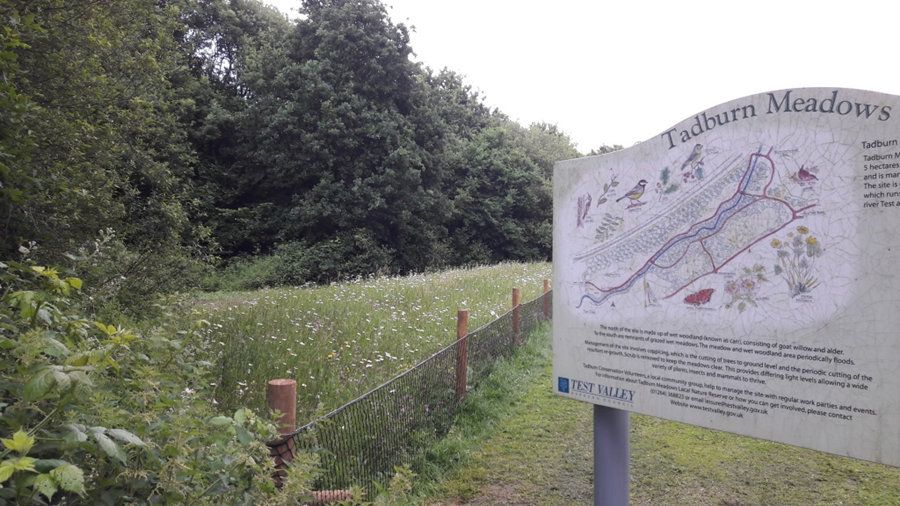Wildflower meadow at Tadburn Meadows